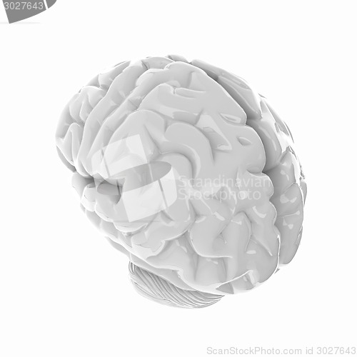 Image of Human brain