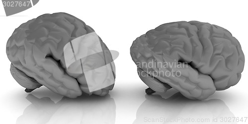 Image of Human brains