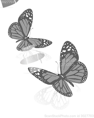 Image of beauty butterflies