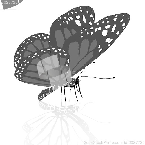 Image of beauty butterfly