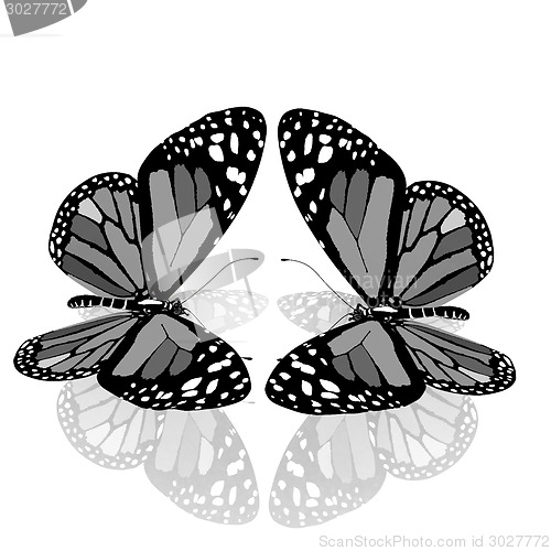 Image of beauty butterflies