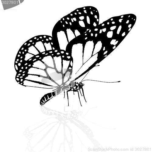 Image of Black and white beautiful butterfly. High quality rendering