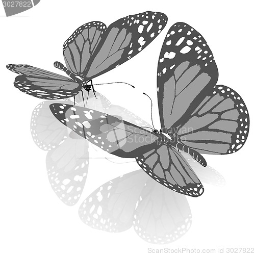 Image of beauty butterflies