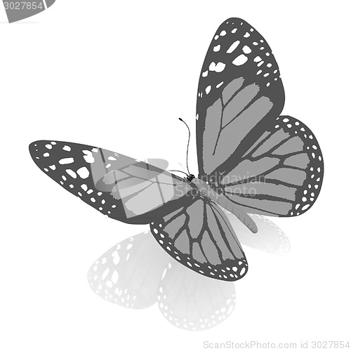 Image of beauty butterfly