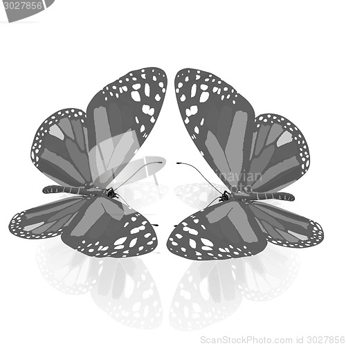 Image of beauty butterflies