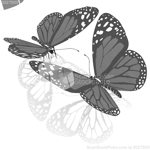 Image of beauty butterflies