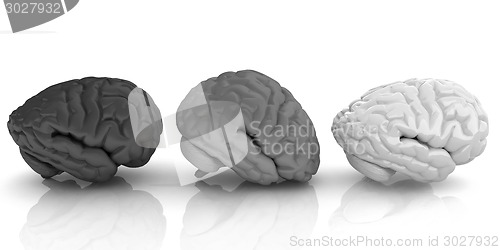 Image of Human brains