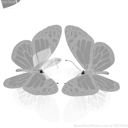 Image of beauty butterflies