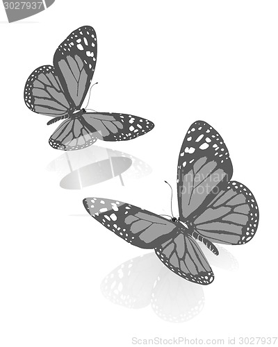Image of beauty butterflies