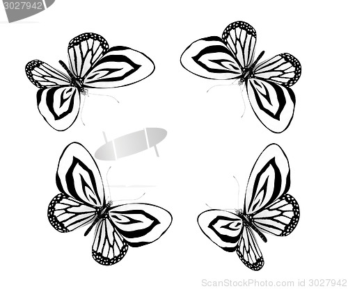 Image of fancy butterflies