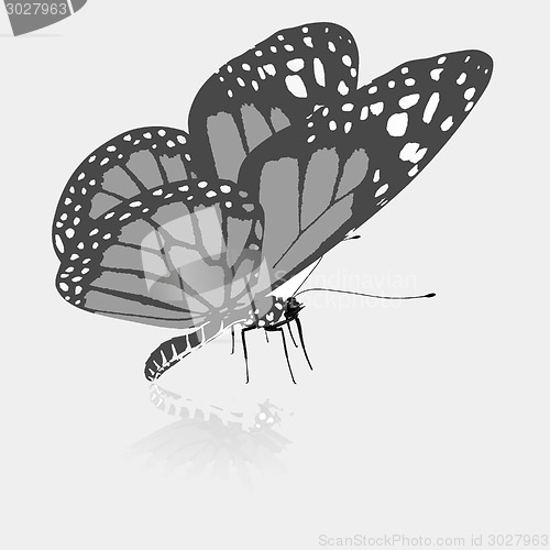 Image of beauty butterfly