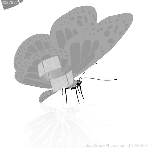 Image of beauty butterfly