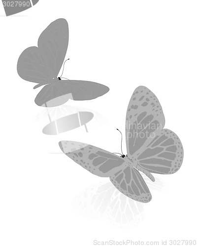 Image of beauty butterflies