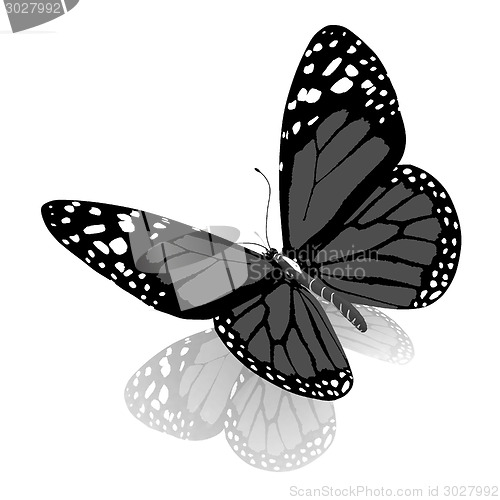 Image of beauty butterfly