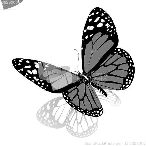 Image of Black and white beautiful butterfly. High quality rendering