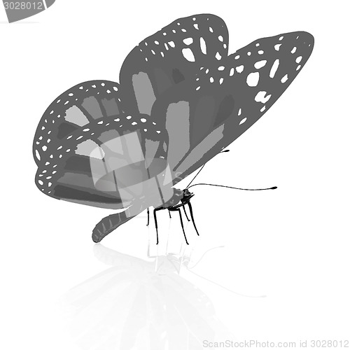 Image of colorful butterfly