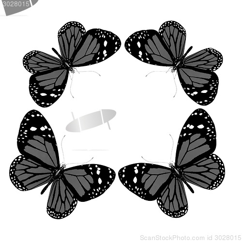 Image of butterflies isolated on white background 