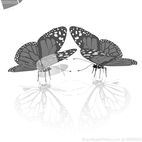 Image of beauty butterflies