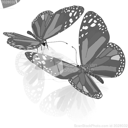 Image of beauty butterflies