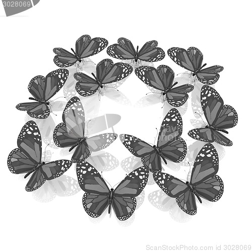 Image of beauty butterflies