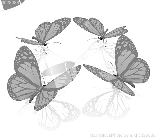 Image of beauty butterflies