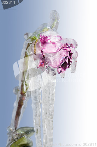 Image of Icy Rose