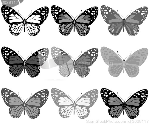 Image of Butterflies botany set