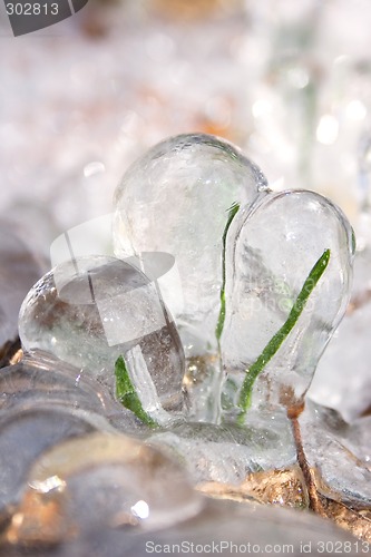 Image of Frozen Blades of Grass