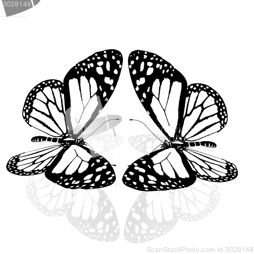 Image of beauty butterflies