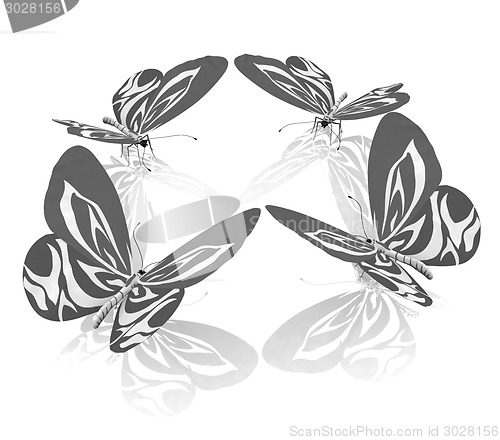 Image of beauty butterflies