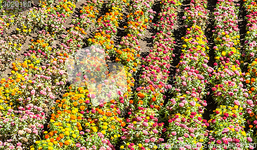 Image of Tagetes garden in spring season