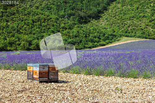 Image of Beehive close to lavander field