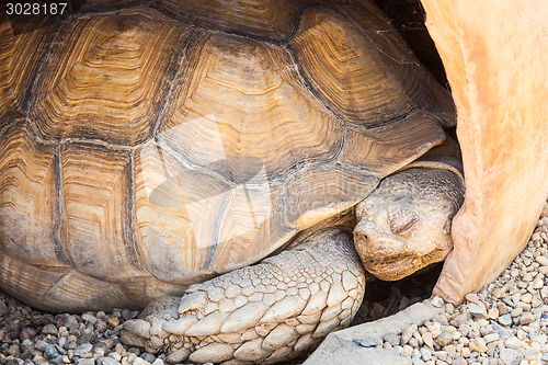 Image of African Spurred Tortoise