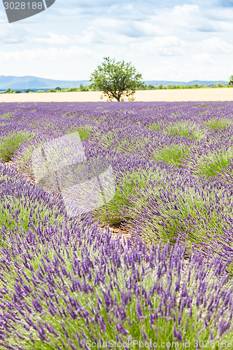 Image of Lavander field