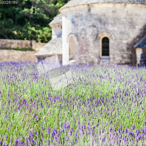 Image of Lavander field