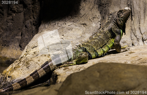 Image of Green Iguana