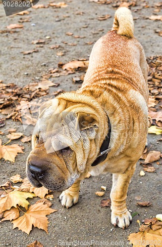 Image of Cute Shar-Pei dog