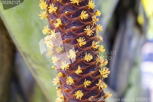Image of Male Flowers of Lodoicea maldivica.