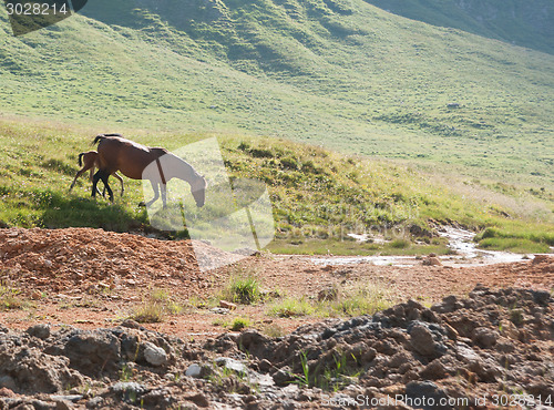 Image of Horse in mountains