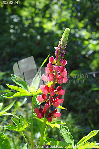 Image of The blossoming pink lupine in a garden.