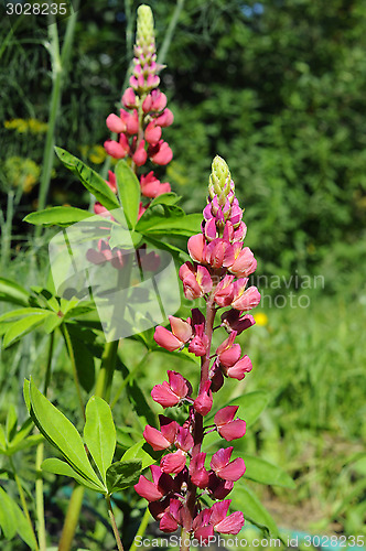 Image of The blossoming pink lupine in a garden.