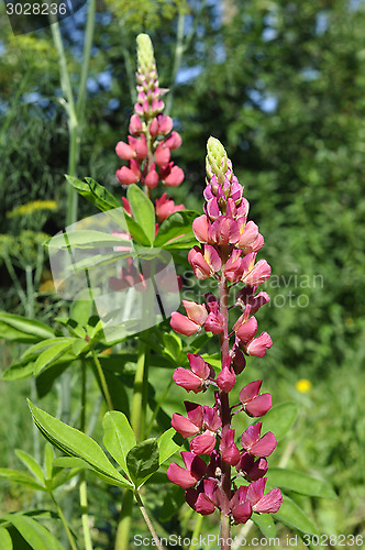 Image of The blossoming pink lupine in a garden.