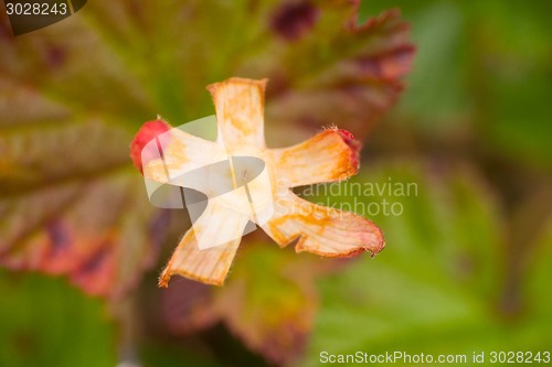 Image of cloudberry plant  summer polar macro