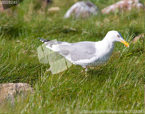 Image of seagull in  grass a breeze on the sea coast