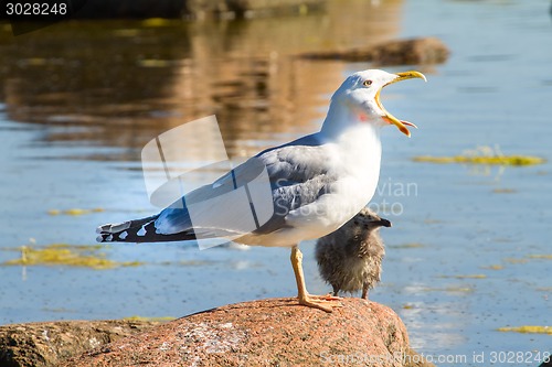 Image of seagull with a baby bird on a stone