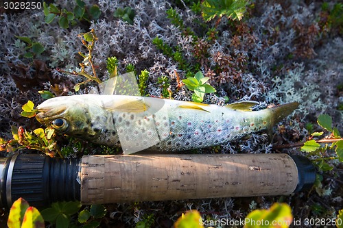 Image of fishing  salmon fish of the North on  spinner rod