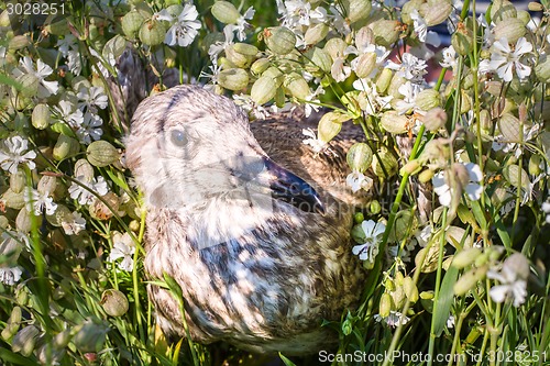 Image of nestling  of a bird  seagull on  full-screen