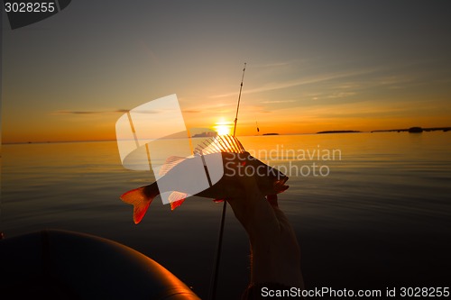 Image of Sunset river perch fishing with the boat and a rod