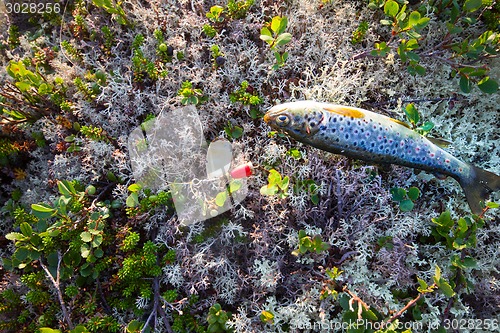 Image of fishing  salmon fish of the North on  spinner lure