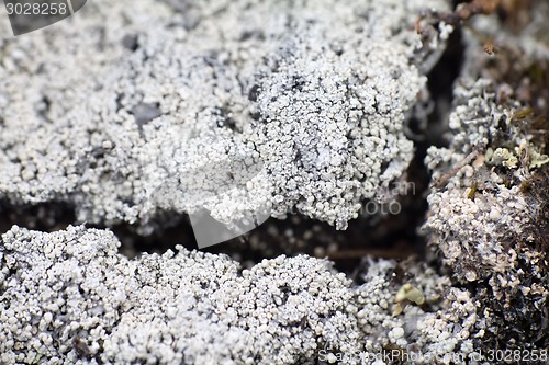 Image of macro world polar plant the white dead dry.